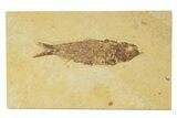Detailed Fossil Fish (Knightia) - Wyoming #345368-1